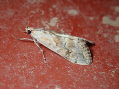 Cornifrons ulceratalis