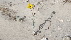 Helianthus petiolaris canescens