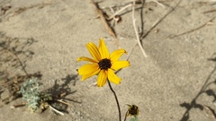 Helianthus petiolaris canescens