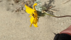 Helianthus petiolaris canescens