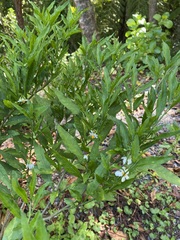 Solanum pseudocapsicum