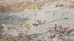 Helianthus petiolaris canescens