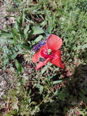 Papaver rhoeas