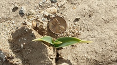 Hesperocallis undulata