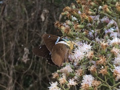 Astraptes fulgerator