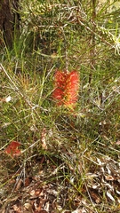 Melaleuca linearis