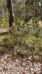 Melaleuca linearis