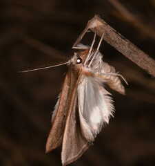 Compsoptera opacaria