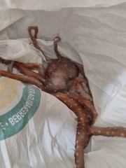 Callistoctopus macropus