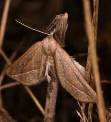 Compsoptera opacaria