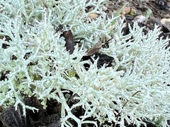 Cladonia rangiformis