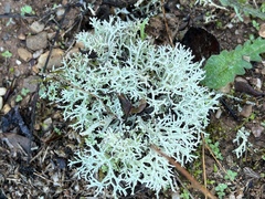 Cladonia rangiformis