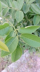 Lonchocarpus
