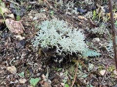 Cladonia rangiformis