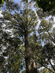 Podocarpus totara