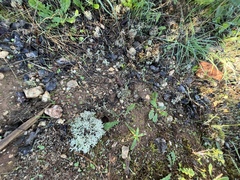 Cladonia rangiformis