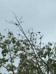 Eupsittula nana