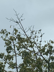 Eupsittula nana