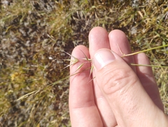 Rytidosperma caespitosum