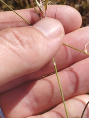 Rytidosperma caespitosum