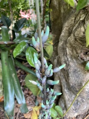 Strongylodon macrobotrys