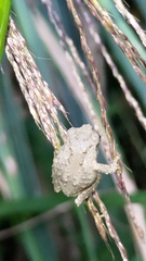 Kurixalus eiffingeri