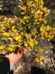 Pultenaea acerosa
