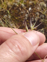 Rytidosperma caespitosum