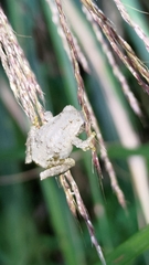 Kurixalus eiffingeri