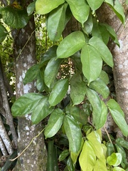 Strongylodon macrobotrys