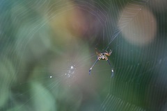 Gasteracantha clavigera