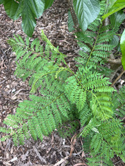 Jacaranda mimosifolia