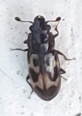 Glischrochilus confluentus