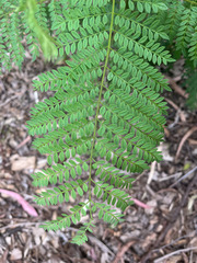Jacaranda mimosifolia