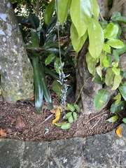 Strongylodon macrobotrys