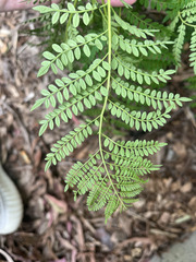 Jacaranda mimosifolia