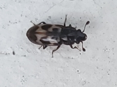 Glischrochilus confluentus