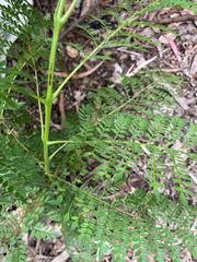Jacaranda mimosifolia