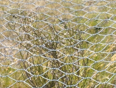 Carmichaelia australis