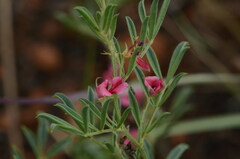 Indigofera hilaris
