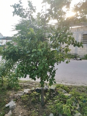 Ehretia anacua