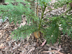 Jacaranda mimosifolia