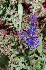 Muscari comosum