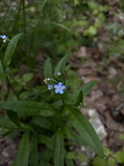 Myosotis sylvatica