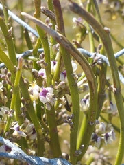 Carmichaelia australis