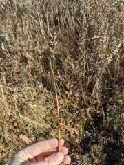 Pedicularis lanceolata