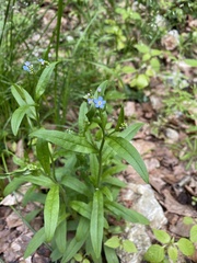 Myosotis sylvatica