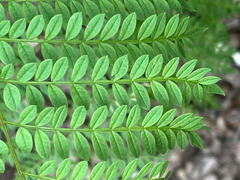 Jacaranda mimosifolia