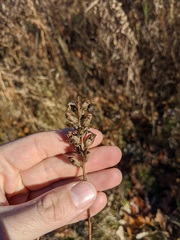 Pedicularis lanceolata