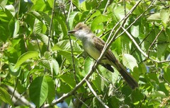 Myiarchus swainsoni